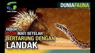 ULAR VS LANDAK PITON MATI SETELAH BERUSAHA MEMANGSA LANDAK  Fauna Ular dan Landak [upl. by Ahsanat166]