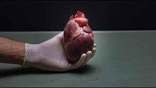 Dissection of the Heart An Introduction [upl. by Beesley807]