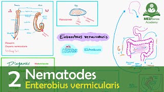 Enterobius vermicularis [upl. by Ebert]