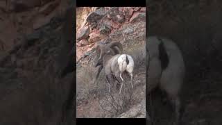 BIGHORN SHEEP Rams Headbutt Sounds Like Two Rocks Colliding  Ovis canadensis Sound [upl. by Esinert]