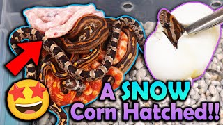 Mystery Corn Snakes Hatching [upl. by Raamal]