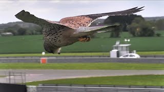 Beautiful Kestrel Hovers in Hunting Mode  ViralHog [upl. by Birck]