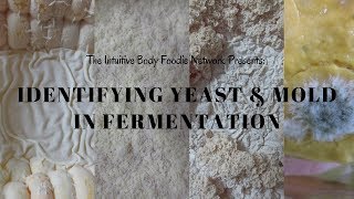 Identifying Yeast amp Mold in Fermentation [upl. by Roee229]