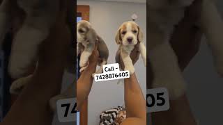 Super quality beagle puppies for sale in Delhi ncr music bollywood bollywoodsongs englishmastiff [upl. by Arebma]