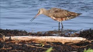 Hudsonian Godwits fatten and molt on James Bay [upl. by Terry]