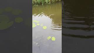 Tench fishing Bridgwater Taunton canal [upl. by Tirrag]