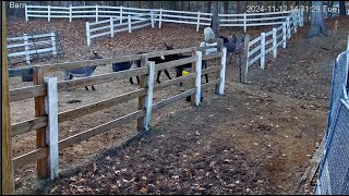 Goldys Barn WOW Major Zoomies 😮 [upl. by Monk650]