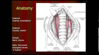 Parathyroid Gland Anatomy in the Dog and Cat [upl. by Carhart363]