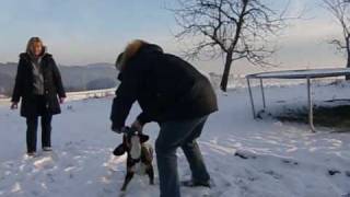 Spaß für Mensch und Hund  Entlebucher Sennenhund [upl. by Sergias491]