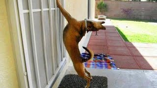 The most DRAMATIC DOG on the planet 🤣🐶 Funny Dog Videos 2024 [upl. by Floss103]