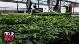 US health officials recommend moving marijuana to lowerrisk drug classification [upl. by Ettezus]