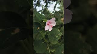 Bhanvare ne khilaya phool phool Ko le Gaya Rajkumar song [upl. by Nodnab]