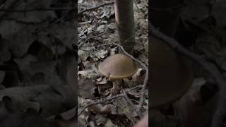 Підберезник Leccinum scabrum🙂 mushroom ліс природа nature грибиforest fungi relaxing [upl. by Reta194]