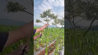 Harvesting process of tobacco tree seeds [upl. by Alracal921]