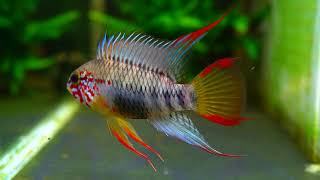 Apistogramma cf sp “D24” [upl. by Devon44]