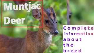 Muntjac Deer Pros and Cons Price How to choose Facts Care History [upl. by Derriey]