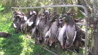 Duck hunting in New Zealand part 2 [upl. by Milson]