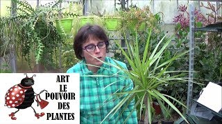 Conseils jardinage Dracaena marginata comment faire une bouture plante verte [upl. by Eidnew857]