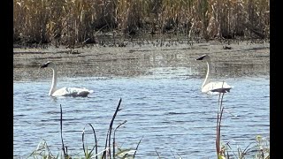 Swans amp St Denis Cemetery Flights [upl. by Shaughnessy794]