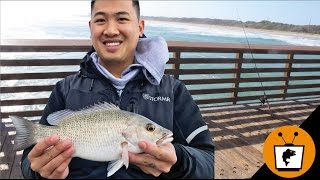 FLORIDA Pier Fishing Catch Fish Fast [upl. by Lladnar]