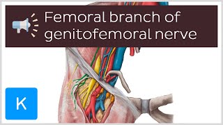 Femoral branch of genitofemoral nerve  Anatomical Terms Pronunciation by Kenhub [upl. by Adnwahsor]