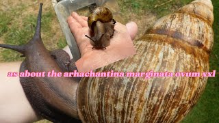 as about the archachatina marginata ovum xxl [upl. by Ledairam]