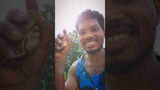 Hete paithan🤩😲👀viralvideo koyagondi koya hete viralshorts crabe koyacrabe [upl. by Liamaj295]