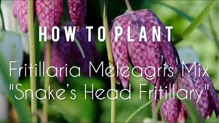 How to plant Fritillaria Meleagris Mix  Snake’s Head Fritillary  Tutorial  Gardening Tips [upl. by Boehmer146]