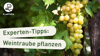 Weinreben pflanzen Weintrauben im Garten richtig einpflanzen Anleitung [upl. by Bard]