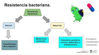 Resistencia bacteriana a los antibióticos [upl. by Pachton]