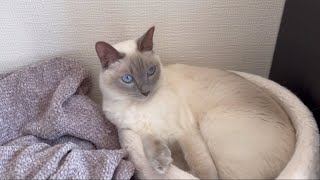 【tonkinese】猫と休日を過ごす 2024106 トンキニーズ [upl. by Terbecki]