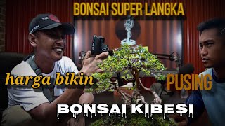 bonsai kibesi harga mengejutkan langka [upl. by Liatnahs722]