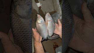 Fish pkr li 🐟shorts youtubeshorts ytshorts [upl. by Trescott]