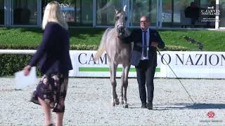 N 10 MERISIEL ROZA ANICA National Championship 2024 Yearling Fillies Section B Class 1 B [upl. by Ambrogio]