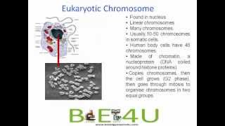 Difference between Prokaryotic and Eukaryotic Chromosomes  Cell Biology  biologyexams4u [upl. by Anniroc]