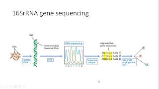 Demystifying 16S rRNA Gene Sequencing Unlocking the Secrets of Microbial Diversity [upl. by Lemak]