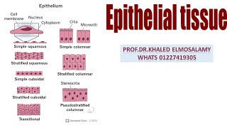 Simple squamous epithelium histology [upl. by Dry545]