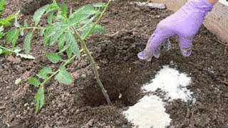 See What Happens When You Add Epsom Salt to Your Plants Amazing Results [upl. by Ardnued945]