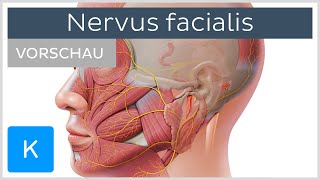 Nervus facialis Anatomie Verlauf und Funktion Vorschau  Kenhub [upl. by Eldreda]