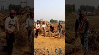 Paddy Threshing Manually shorts [upl. by Nyroc]