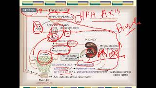 corticosteroids part 1 2024 [upl. by Henrik182]