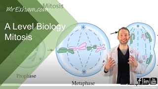 Mitosis  A Level Biology [upl. by Svensen189]