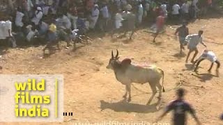 Man versus bull in India [upl. by Aratas171]