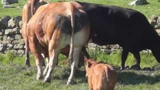 Commercial Limousin Cattle on The Steel Farm Northumberland [upl. by Adin241]