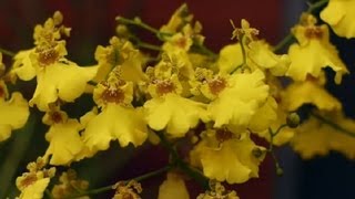 Dancing Lady Orchid Care  Orchid Care [upl. by Drucill229]