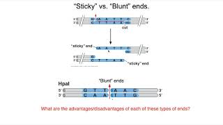 Restriction Enzymes and Ligase [upl. by Nyvlem]