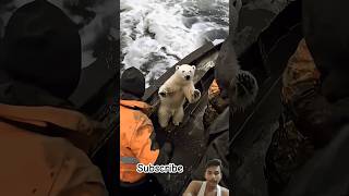 Beer animals arcticwildlife polarbear nature wildlife shortvideo [upl. by Earezed]