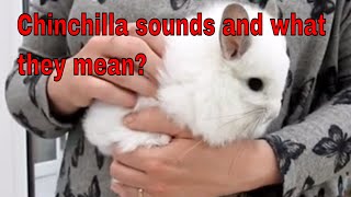 Chinchilla sounds and what they mean [upl. by Namlak]