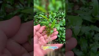 5 Beautiful Emerged Plants For Aquarium plants aquarium Emergedplants [upl. by Mylan]