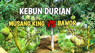 KEBUN DURIAN MUSANG KING VS BAWOR [upl. by Zeiger]